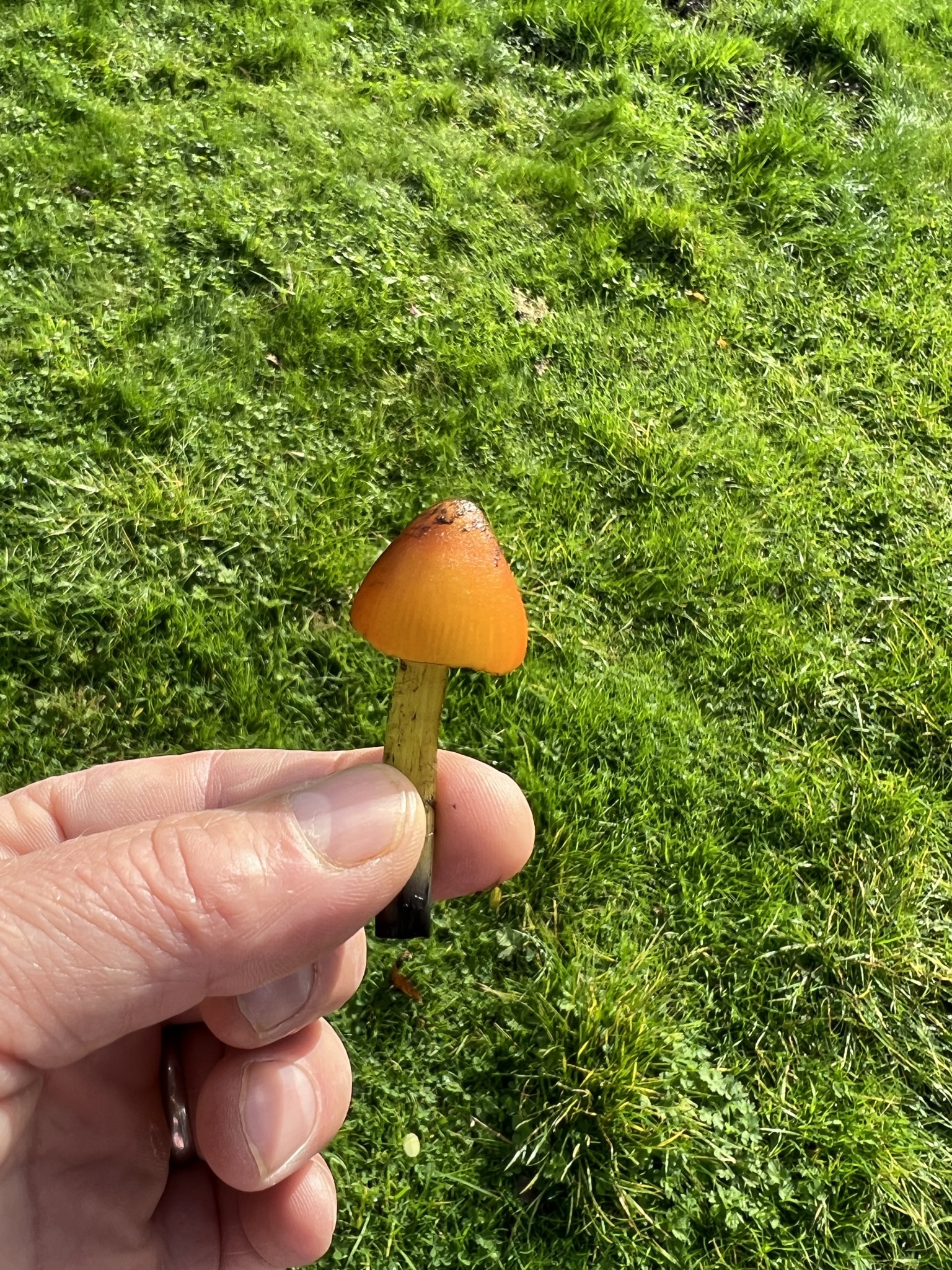 hand holding rare funfus in country garden
