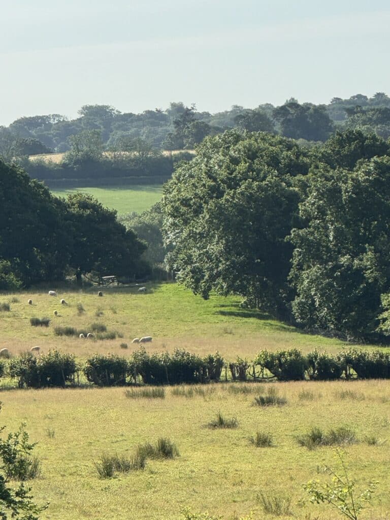 sheep grazing on country estate garden with distant views