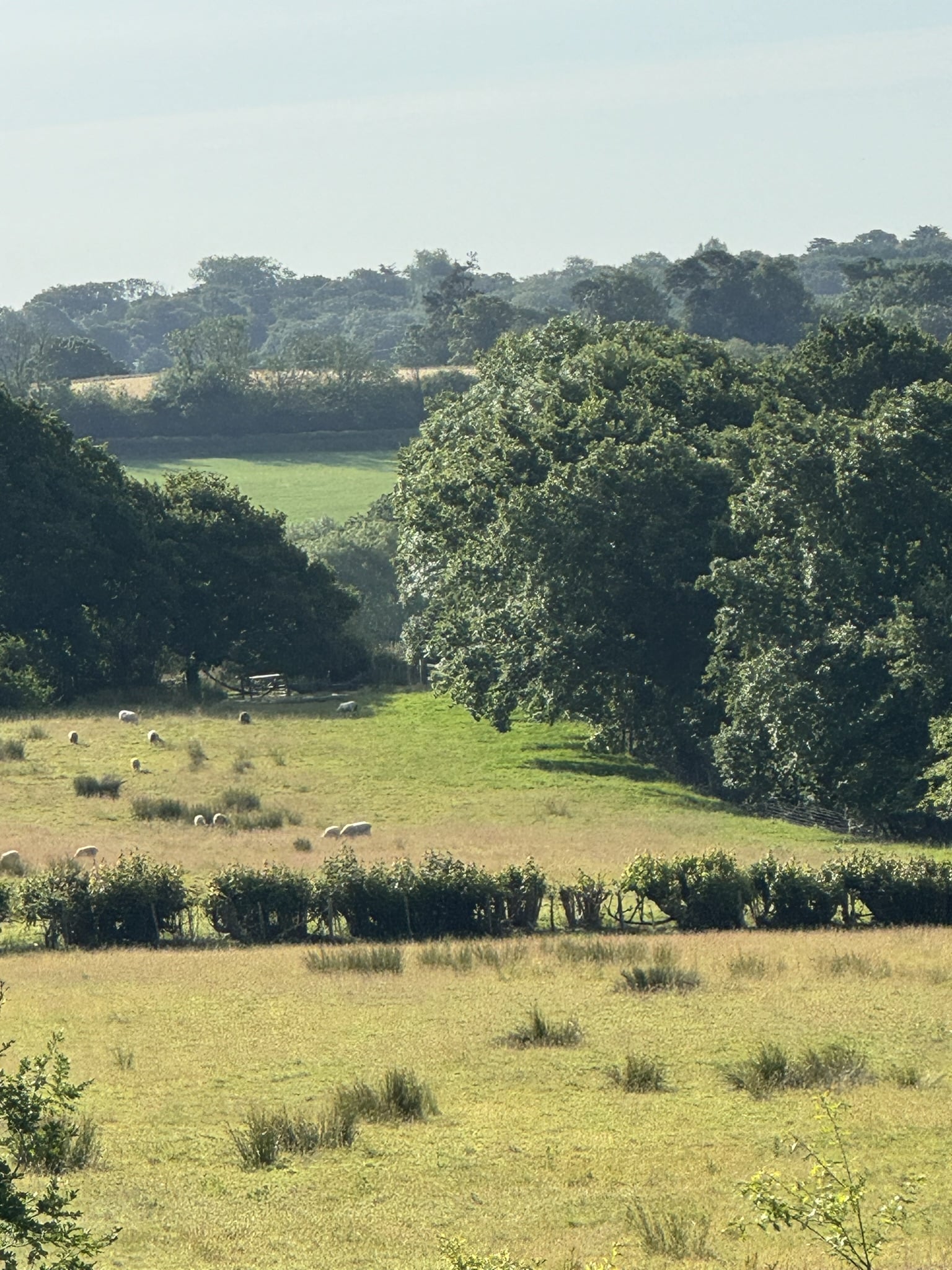 sheep grazing on country estate garden with distant views