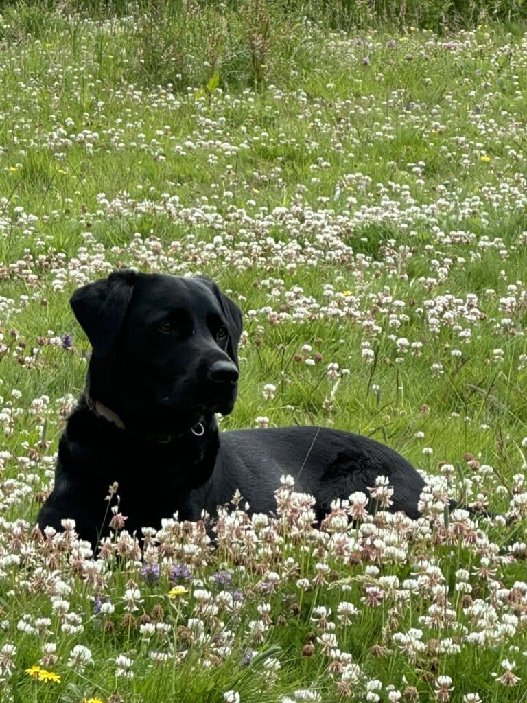 black labrador dog sitting among clover in meadow