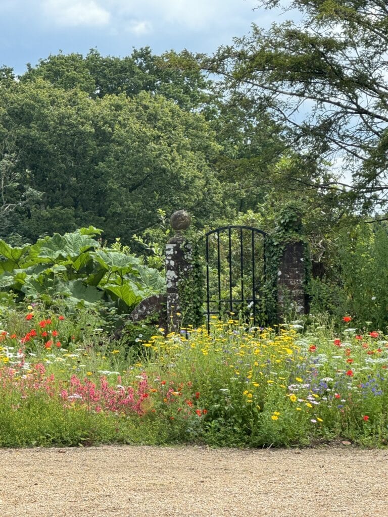 wildflower meadow sown from annual seed mix by old wall and iron gate