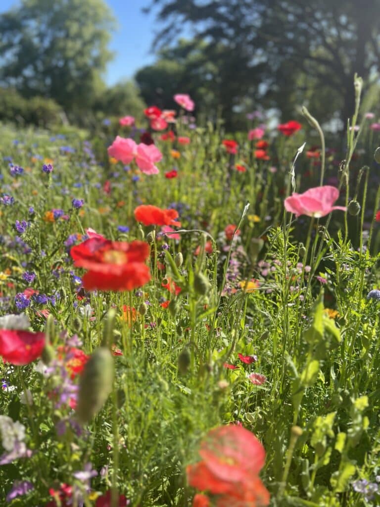 Wild flower meadow sown from annual seed mix