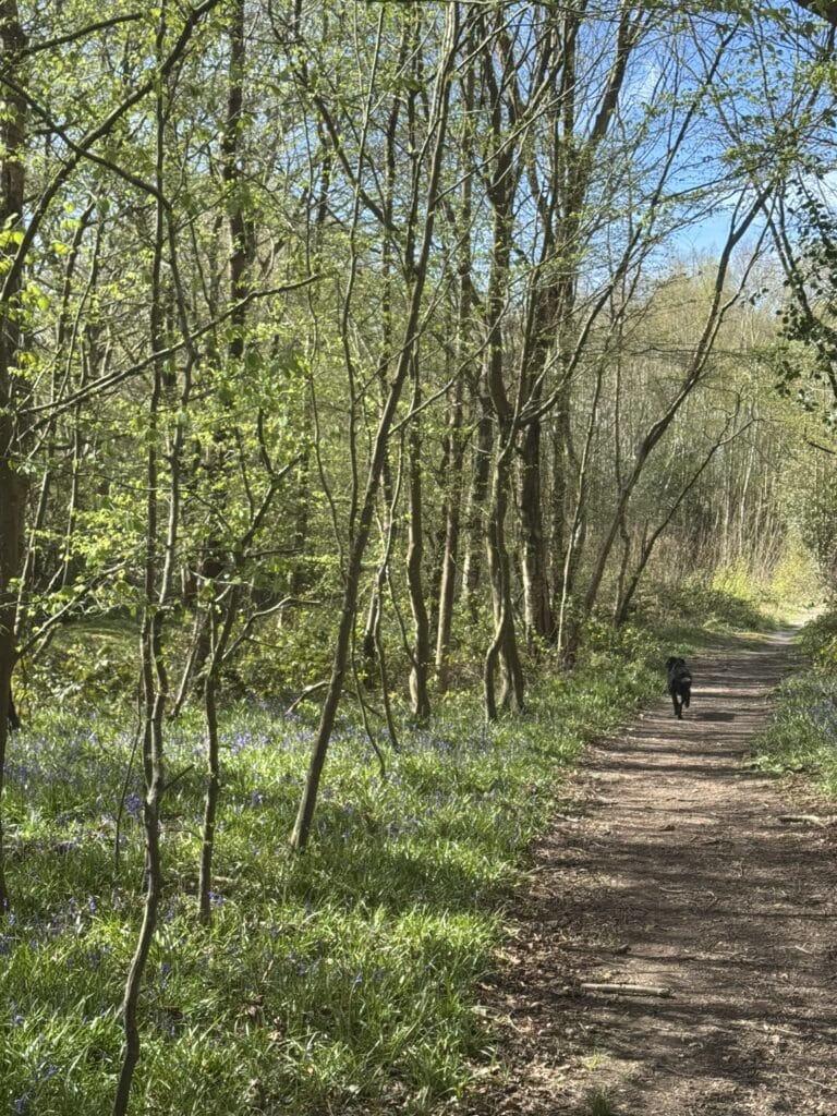 woodland pathway with bluebells in country garden