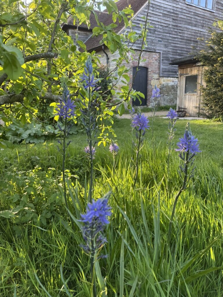 view across meadow to historic farm buildings