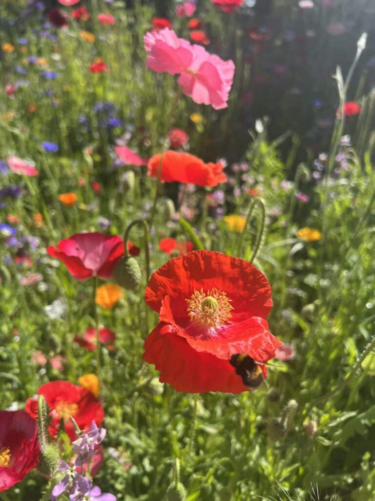 annual wild flower meadow with bumblebee