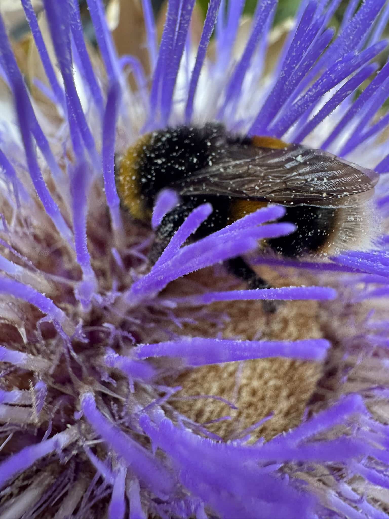 wildflower with bumblebee
