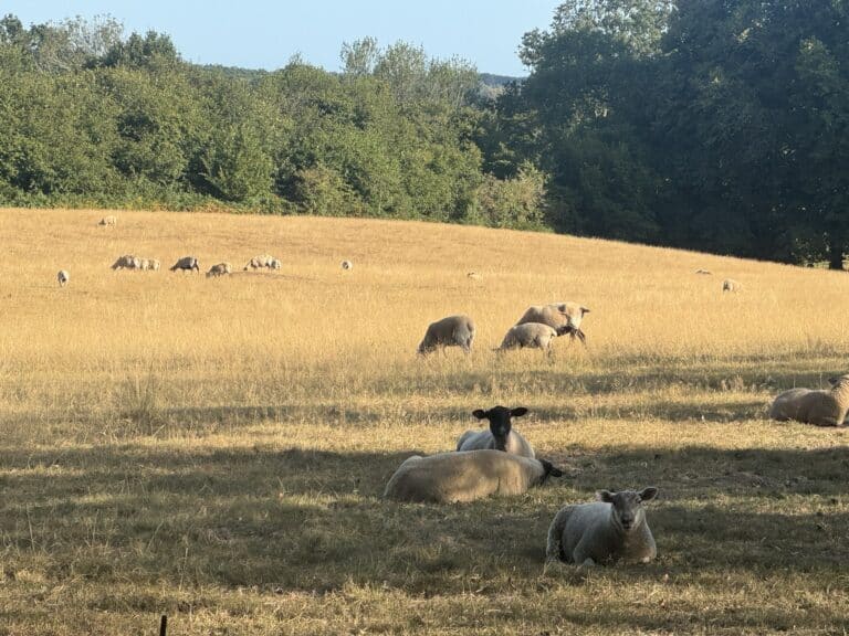 sheep grazing on country estate garden