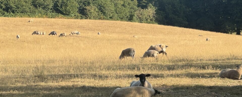 sheep grazing on country estate garden