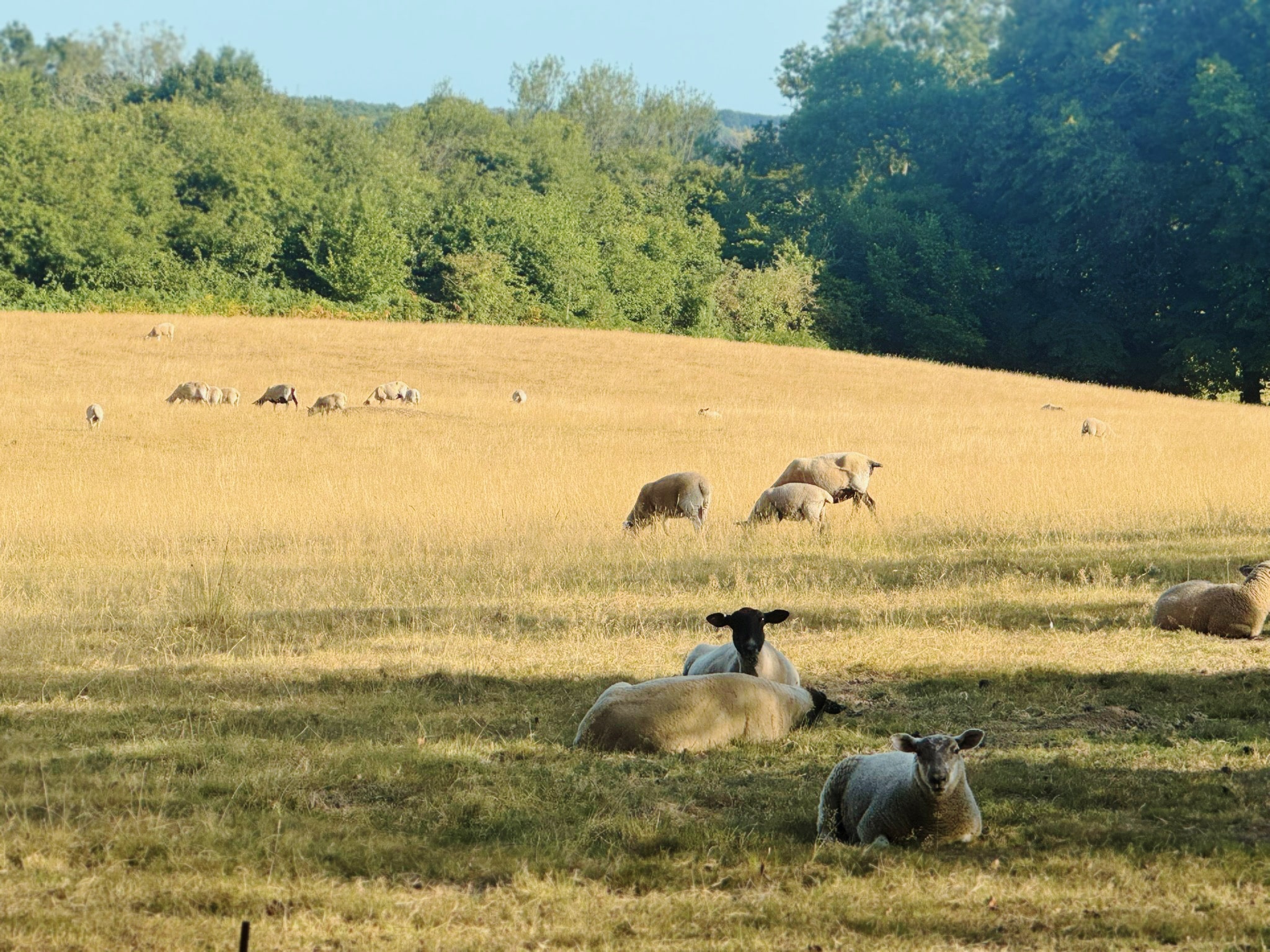 sheep grazing on country estate garden