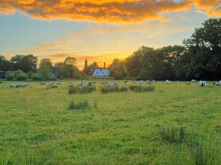sheep grazing at sunset by sussex country farmhouse