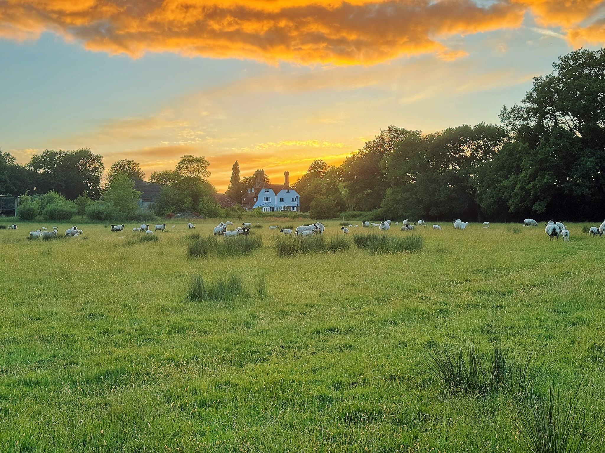 sheep grazing at sunset by sussex country farmhouse