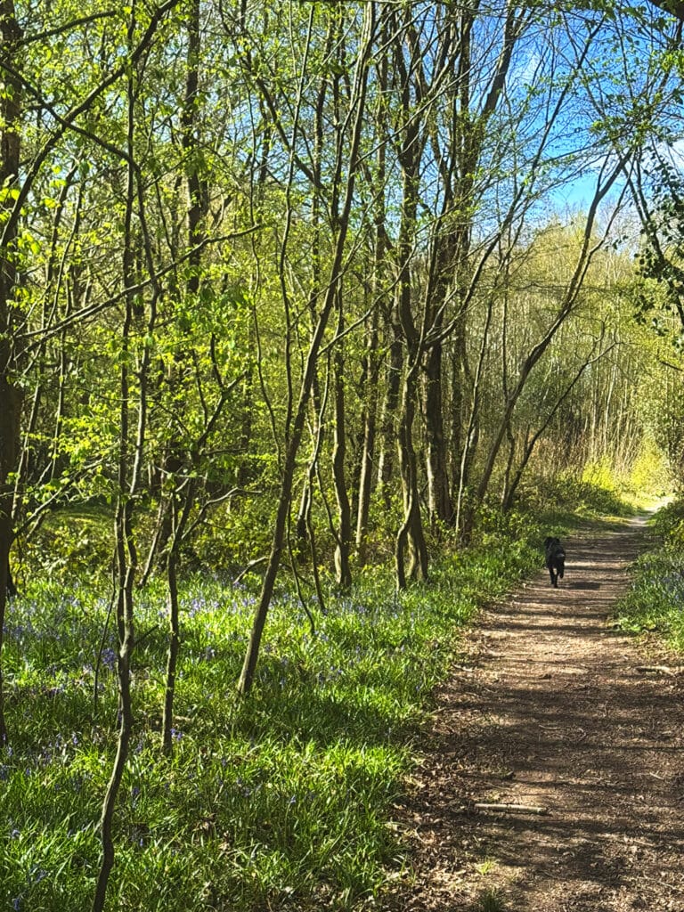 woodland pathway with bluebells in country garden