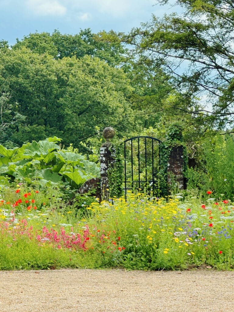 wildflower meadow sown from annual seed mix by old wall and iron gate