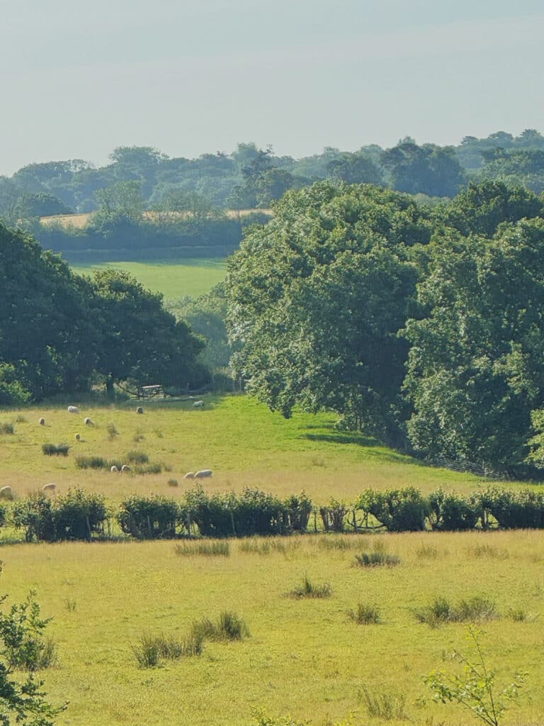 sheep grazing on country estate garden with distant views