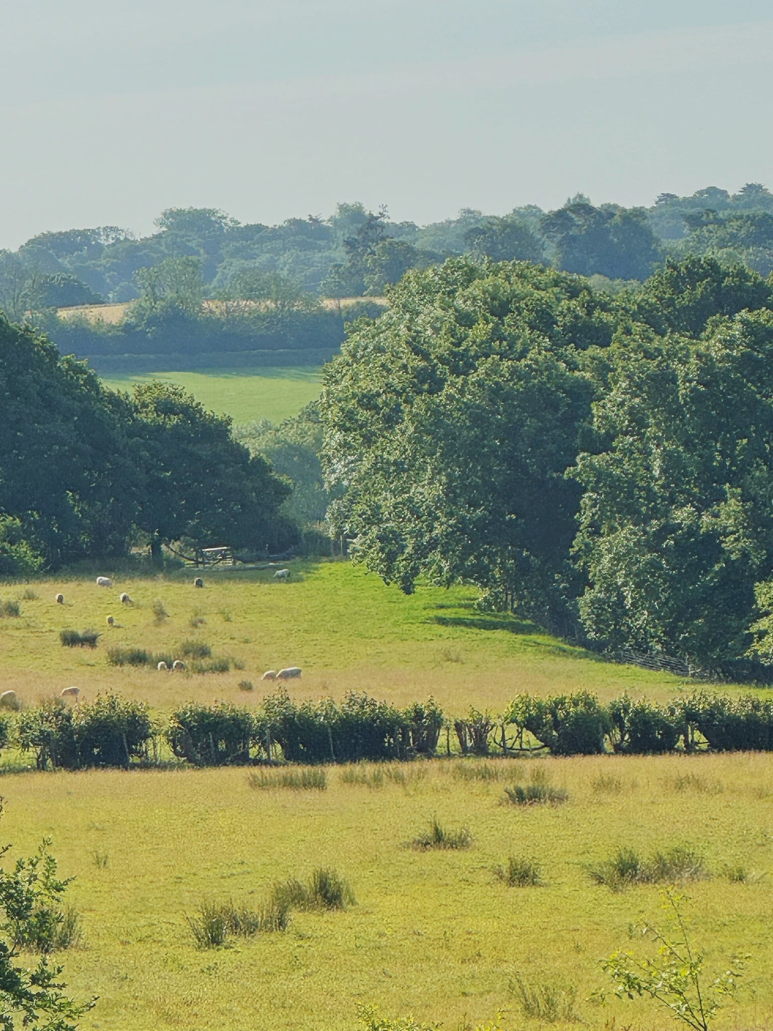sheep grazing on country estate garden with distant views