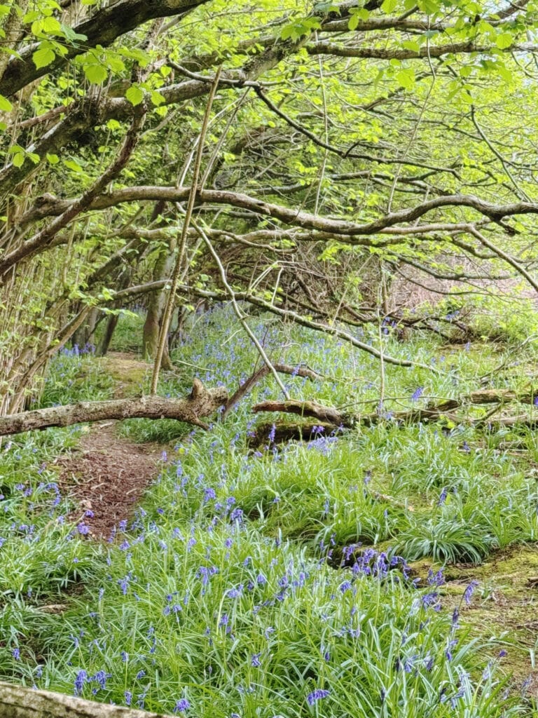 woodland pathway with bluebells in country garden