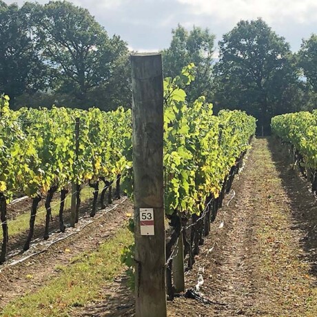 Andy Sturgeon garden design for the Rose and Vines at Ridgeview Vineyard New garden design