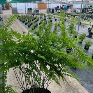 Chelsea Flower Show 2022