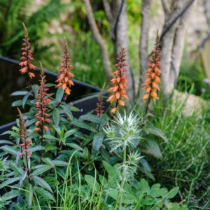 A Brighton Garden