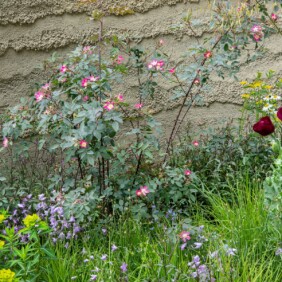 Photo Credit: Marianne Majerus RHS Chelsea Flower Show 2022