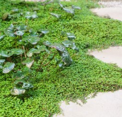 Hobhouse - Garden Design London
